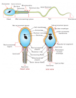 The magnificence of the beginning of human life - OK Christ