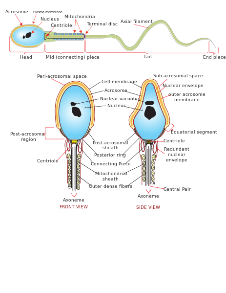 A human sperm